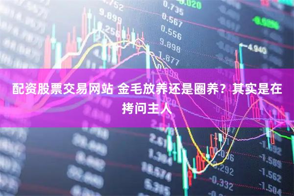 配资股票交易网站 金毛放养还是圈养？其实是在拷问主人